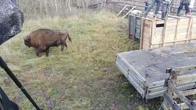 Шведские зубры в России. Показываем, как они выглядят смотреть онлайн