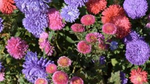 Окружающий мир 2 класс ч.1, тема урока "Дикорастущие и культурные растения", с.68-71, Школа России