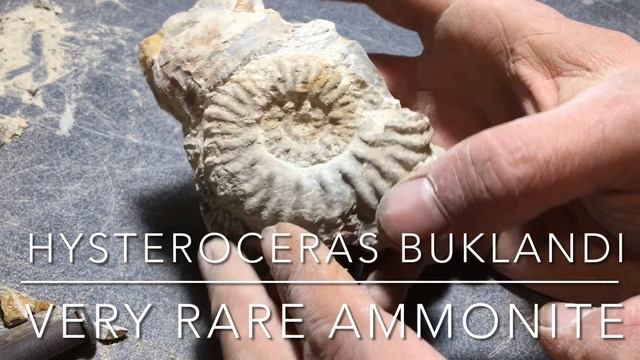 How to Prep Fossils with Basic Tools, Ammonite Restoration,, ep 5