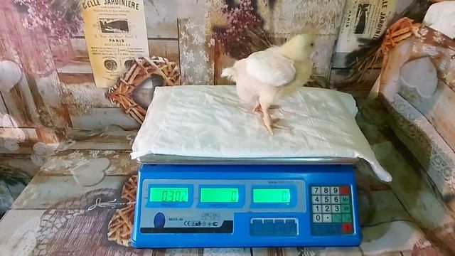 Как растут бройлеры. Вес бройлеров в 10 дней Росс 308 (Россия). Broiler weight in 10 days смотреть онлайн
