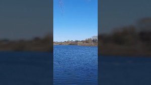 Злой ЛЕБЕДЬ!!! Атака лебедя!