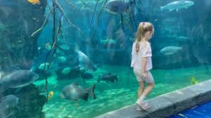 ОКЕАНАРИУМ часть 2/экзотеррариум/крокус сити