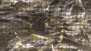 Flock of Cockatiels enjoying Sprouts and Pulses