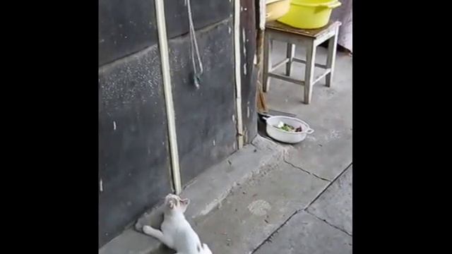 Весёлая котовасия смотреть онлайн