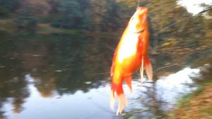 Японский Карась)