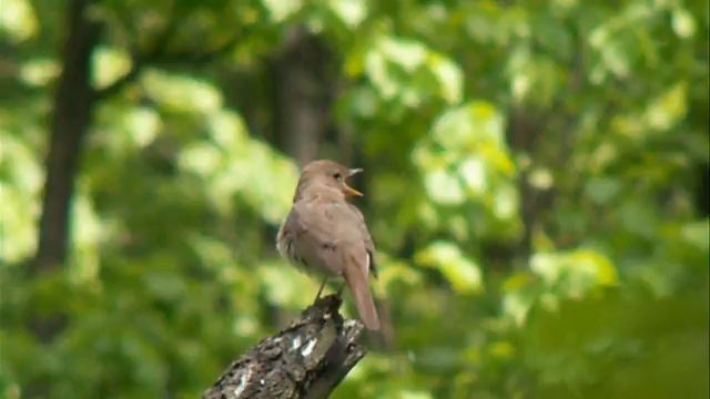 Ночная трель соловья смотреть онлайн