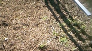 Делаем беседку для винограда.