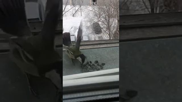кормление птичек