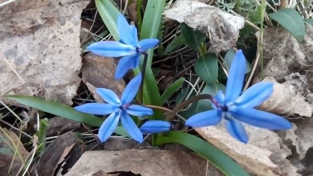 Пролеска, Пролески, Сцилла, первоцветы - видео весна 2020