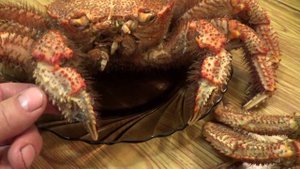 краб волосатик