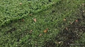 мульчер на цепях с прямым приводом в работе