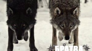 Сергей Завьялов _ волчонок🤙👊