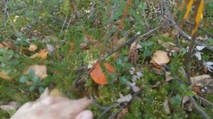 28. На Ямале. Грибы и ягоды на Крайнем Севере. Черника, голубика, брусника и морошка на болоте))