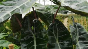 Alocasia Nairobi Nights 70cm Height | Live from the Nursery Series