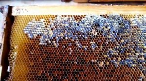 Пчеловодство.Как сохранить перговые, медоперговые рамки до весны.