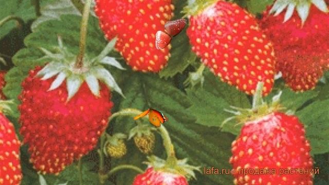 Земляника садовая Руяна (fragaria ananassa ruiana) ? обзор: как сажать, рассада земляники Руяна смотреть онлайн