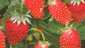 Земляника садовая Руяна (fragaria ananassa ruiana) ? обзор: как сажать, рассада земляники Руяна