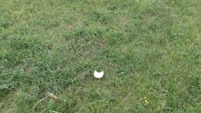 Грибы #шампиньоны смотреть онлайн