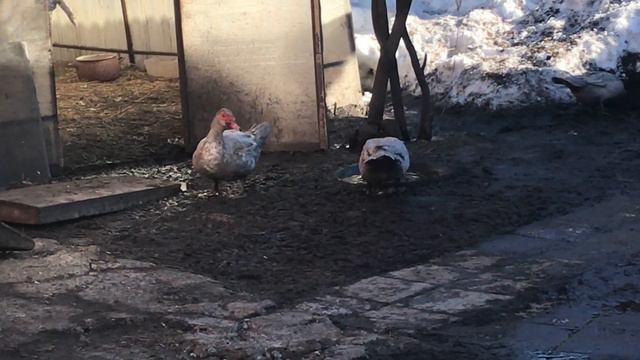 Отдыхаю от Хозяйства и Учебы ! Выходной день ! смотреть онлайн