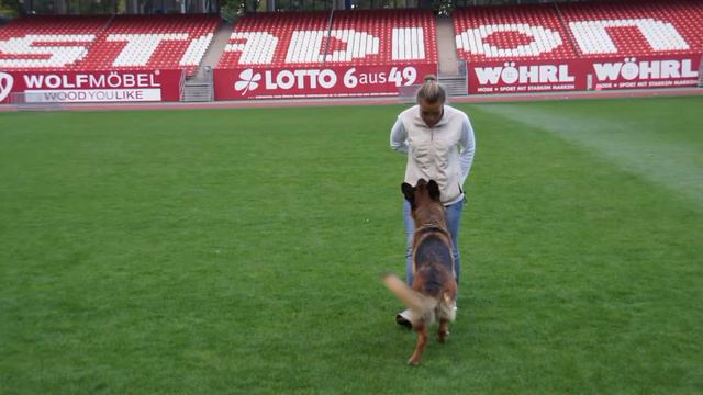 2014 SV BSZS Nürnberg Mirta fom Irin Hof photos part 2 смотреть онлайн