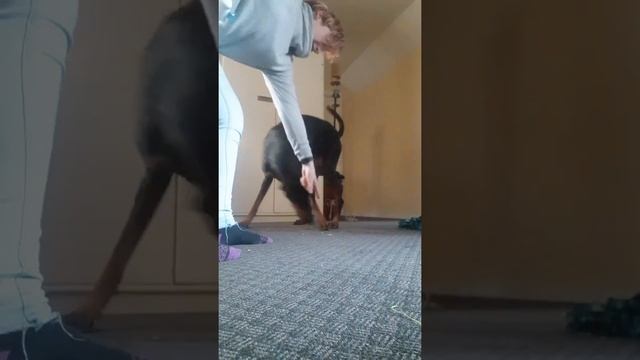 'Get em' game nose on ground смотреть онлайн