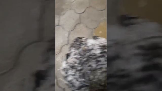 Петух без головы жив сутки! 2 часть смотреть онлайн