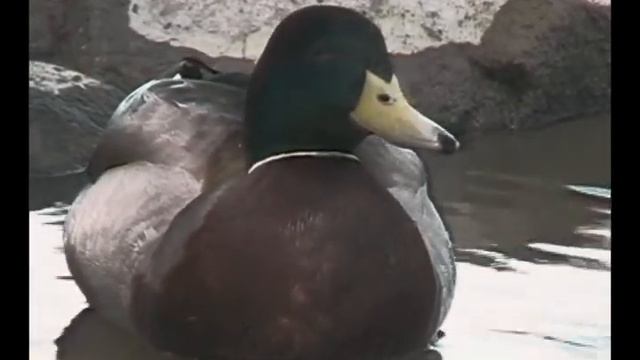 Animal Life Spans смотреть онлайн