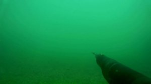 Подводная охота на кефаль в Черном море.