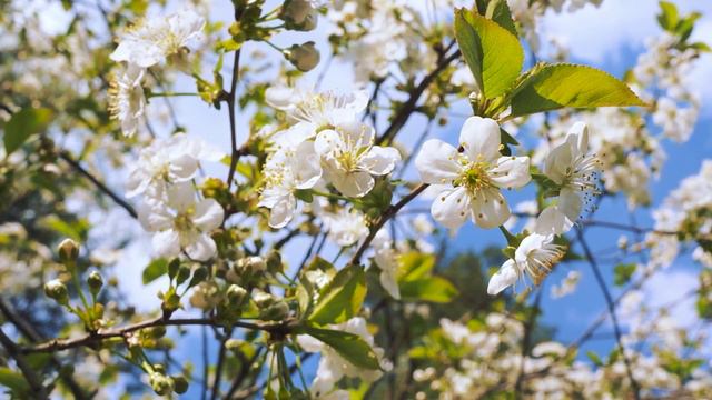Wake up music Morning Mood Piano Music to Awaken Cherry Blossoms смотреть онлайн