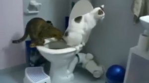 Кошка учит молодого кота какать в унитаз, супер ржачно!