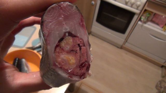 Биолюминесценция планктона в кишках селёдки смотреть онлайн