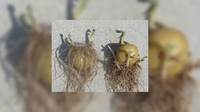 Проращивание картофеля в соломе перед посадкой для получения раннего урожая. Дачные советы