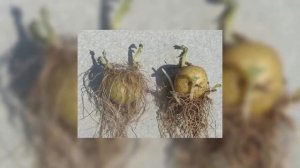 Проращивание картофеля в соломе перед посадкой для получения раннего урожая. Дачные советы