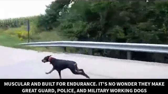 TOP 10 FASTEST DOG BREEDS IN THE WORLD смотреть онлайн