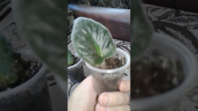 Как легко розвести фиалки)) В домашних условиях смотреть онлайн