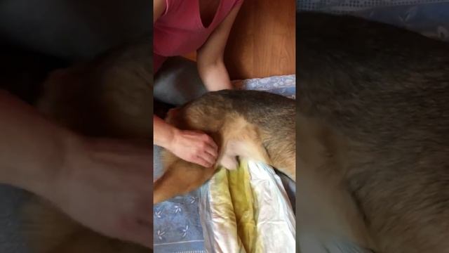 Сцеживание Собаки (кабеля)