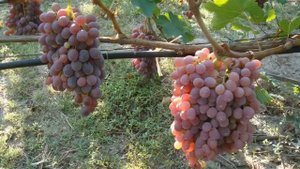 Виноград Тайфи — один из лучших столовых сортов винограда позднего созревания