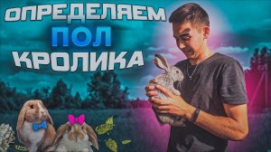 КАК ОПРЕДЕЛИТЬ ПОЛ КРОЛИКА/САМЕЦ ИЛИ САМКА ЛЕГКО И ПРОСТО (720p)