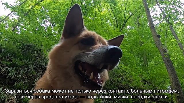 Три особо опасных вирусных заболевания собак смотреть онлайн