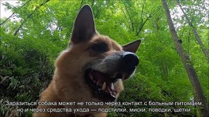 Три особо опасных вирусных заболевания собак