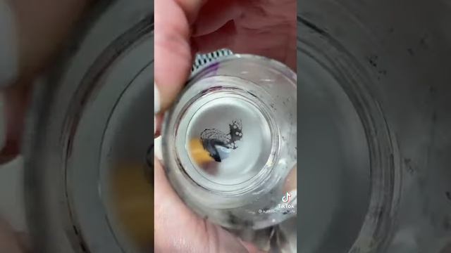 Мк/стемпинг без пластины/быстрый и лёгкий дизайн ногтей смотреть онлайн