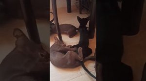 Петерболд фенотип ориентал. Котята #петерболд #ориентал #продажакотяториентальных