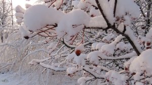 Зимушка-зима. Южный вариант. Ростовская область, северо-запад