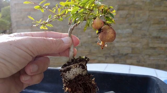 Маленький бонсай. Бонсай из граната. Бонсай размера Шито. Bonsai Shito