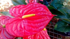 බැන්කොක් ඇන්තූරියම් වර්ග සහ මිල .How to grow Anthurium plant  price in sinhala.