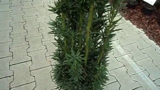 Taxus baccata Fastigiata Robusta смотреть онлайн