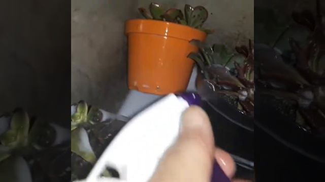 FAÇA VOCÊ MESMO O SEU FUNGICIDA E #ACARICIDA #CASEIRO #AEONIOS #SUCULENTAS смотреть онлайн