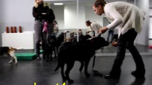 Особенности дрессировки лабрадора ретривера