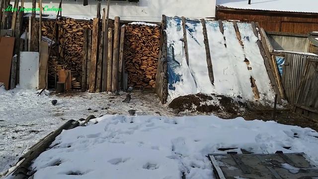 Курочки - красавицы, и гуси - прелесть, а голуби - наглые ворюги! смотреть онлайн