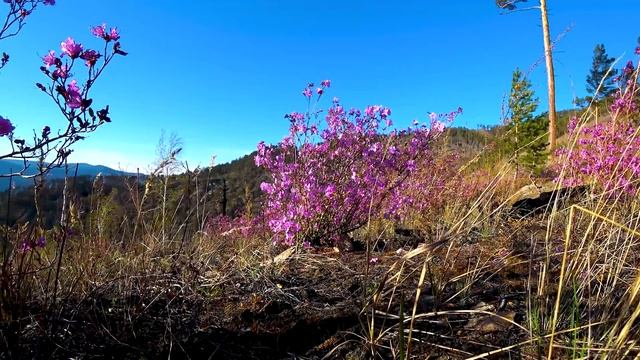 Родной край! смотреть онлайн